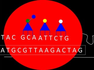 TAC GCA ATTCTG

ATGCGTTAAGACTAG

 