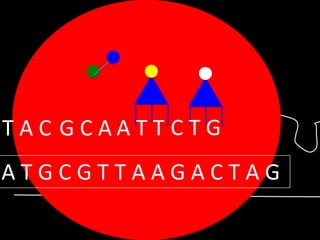 TAC GCAATT CTG

ATGCGTTAAGACTAG

 