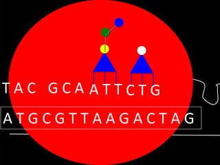 TAC GCA ATTCTG

ATGCGTTAAGACTAG

 