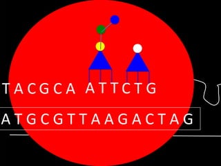 TACGCA ATTCTG

ATGCGTTAAGACTAG

 