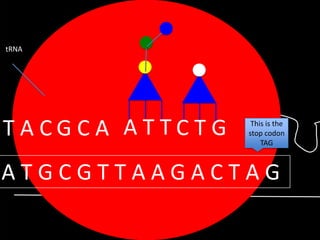 tRNA

TACGCA ATTCTG

This is the
stop codon
TAG

ATGCGTTAAGACTAG

 