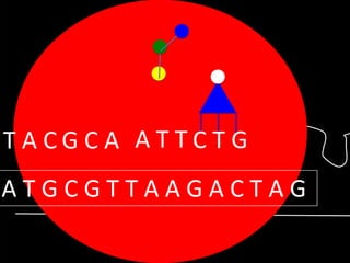 TACGCA ATTCTG

ATGCGTTAAGACTAG

 