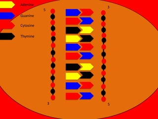 Adenine

3

5
Guanine
Cytosine
Thymine

3

5

 