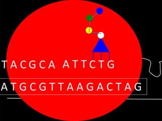 TACGCA ATTCTG

ATGCGTTAAGACTAG

 