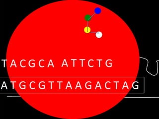 TACGCA ATTCTG

ATGCGTTAAGACTAG

 
