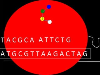 TACGCA ATTCTG

ATGCGTTAAGACTAG

 