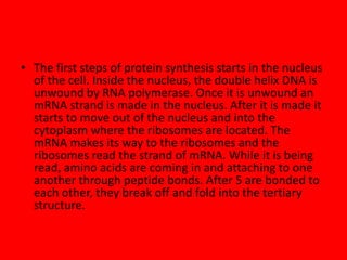 • The first steps of protein synthesis starts in the nucleus
of the cell. Inside the nucleus, the double helix DNA is
unwound by RNA polymerase. Once it is unwound an
mRNA strand is made in the nucleus. After it is made it
starts to move out of the nucleus and into the
cytoplasm where the ribosomes are located. The
mRNA makes its way to the ribosomes and the
ribosomes read the strand of mRNA. While it is being
read, amino acids are coming in and attaching to one
another through peptide bonds. After 5 are bonded to
each other, they break off and fold into the tertiary
structure.

 