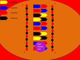 Adenine

3

5
Guanine
Cytosine
Thymine

DNA
Polyme
rase

3

5

 