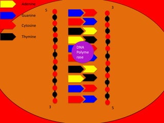Adenine

3

5

Guanine
Cytosine

Thymine
DNA
Polyme
rase

3

5

 
