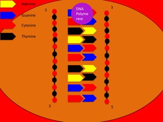Adenine
DNA
Polyme
rase

5

Guanine

3

Cytosine

Thymine

3

5

 