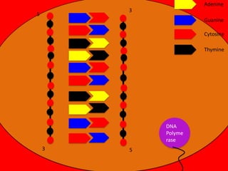 Adenine
3

5

Guanine
Cytosine
Thymine

DNA
Polyme
rase

3

5

 
