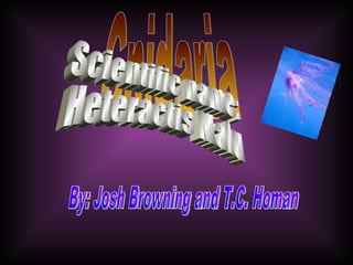 By: Josh Browning and T.C. Homan Cnidaria Scientific name: Heteractis Malu 