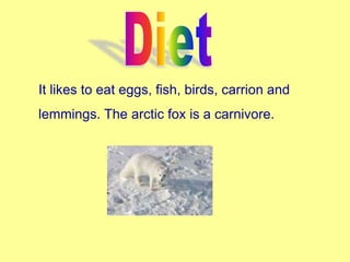 It likes to eat eggs, fish, birds, carrion and
lemmings. The arctic fox is a carnivore.
 