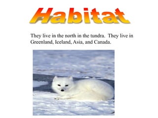 They live in the north in the tundra. They live in
Greenland, Iceland, Asia, and Canada.
 