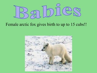 Female arctic fox gives birth to up to 15 cubs!!
 