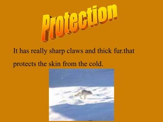 It has really sharp claws and thick fur.that
protects the skin from the cold.
 