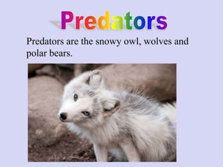 Predators are the snowy owl, wolves and
polar bears.
 
