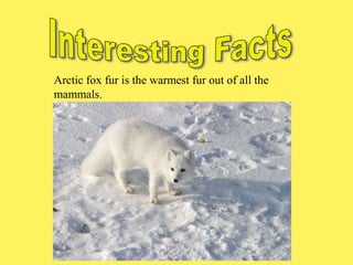 Arctic fox fur is the warmest fur out of all the
mammals.
 