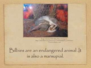 Bilbies are an endangered animal .It
is also a marsupial.
Image: 'A sweet little bilby. Macrotis lagotis'
http://www.flickr.com/photos/41188800@N00/218938662
Found on flickrcc.net
 