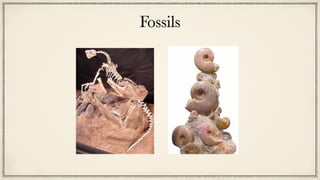 Fossils
 