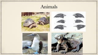 Animals
 
