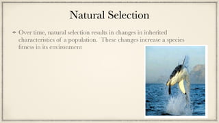 Natural Selection
Over time, natural selection results in changes in inherited
characteristics of a population. These changes increase a species
fi
tness in its environment
 