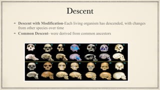 Descent
Descent with Modification-Each living organism has descended, with changes
from other species over time


Common Descent- were derived from common ancestors
 