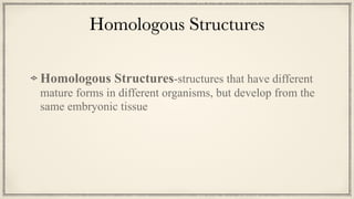 Homologous Structures
Homologous Structures-structures that have different
mature forms in different organisms, but develop from the
same embryonic tissue
 
