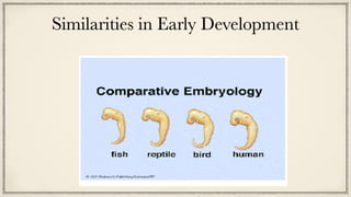 Similarities in Early Development
 