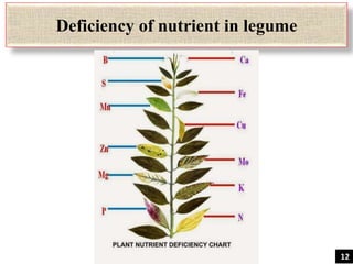 Deficiency of nutrient in legume
12
 