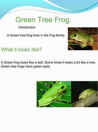 Green Tree Frog.
What it looks like?
A Green frog looks like a leaf. Some times it looks a bit like a tree.
Green tree frogs have green eyes.
A Green tree frog lives in the frog family.
Introduction
 