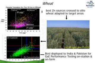 Wheat
30 μgg-1
best Zn sources crossed to elite
wheat adapted to target areas
X
baseline
25 μgg-1
Cd. Obregon, March 2009
Zn Content
Zn Concentration
Best deployed to India & Pakistan for
GxE Performance Testing on-station &
on-farm
 