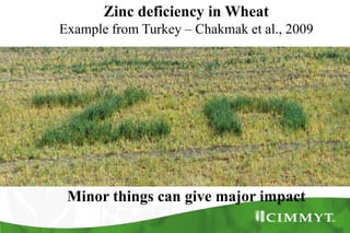 Zinc deficiency in Wheat
Example from Turkey – Chakmak et al., 2009
Minor things can give major impact
 