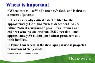 Source: Ivan Ortiz-Monasterio
• Wheat means - a 5th of humanity’s food, and is first as
a source of protein.
• It is an especially critical “staff of life” for the
approximately 1.2 billion “wheat dependent” to 2.5
billion “wheat consuming” poor—men, women and
children who live on less than USD 2 per day—and
approximately 30 million poor wheat producers and
their families.
• Demand for wheat in the developing world is projected
to increase 60% by 2050.
Source: WHEAT, CIMMYT, 2011
Wheat is important
 