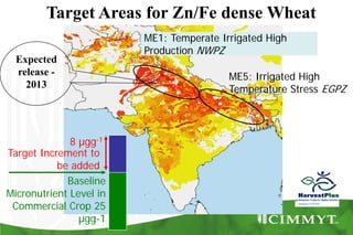 Target Areas for Zn/Fe dense Wheat
Baseline
Micronutrient Level in
Commercial Crop 25
µgg-1
Target Increment to
be added
8 µgg-1
Wolfgang H PFEIFFER
ME1: Temperate Irrigated High
Production NWPZ
ME5: Irrigated High
Temperature Stress EGPZ
Expected
release -
2013
 
