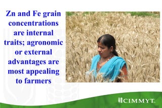 Bio-fortification options/success story - wheat