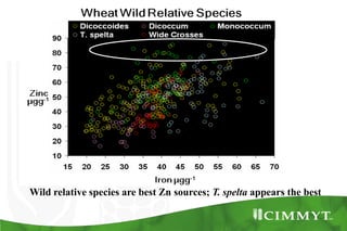 Bio-fortification options/success story - wheat