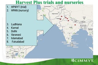 Bio-fortification options/success story - wheat