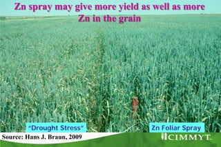 Bio-fortification options/success story - wheat