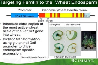 Bio-fortification options/success story - wheat