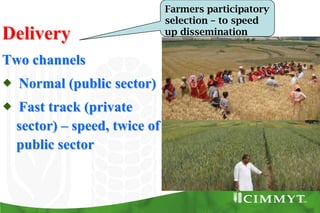 Bio-fortification options/success story - wheat