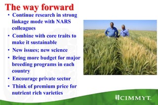 Bio-fortification options/success story - wheat