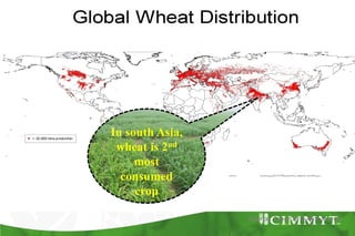Bio-fortification options/success story - wheat
