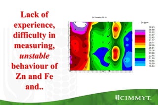 Bio-fortification options/success story - wheat