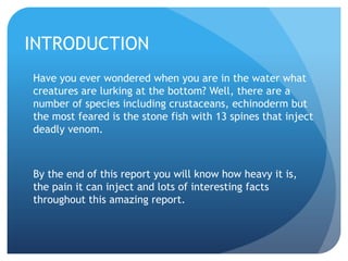 INTRODUCTION
Have you ever wondered when you are in the water what
creatures are lurking at the bottom? Well, there are a
number of species including crustaceans, echinoderm but
the most feared is the stone fish with 13 spines that inject
deadly venom.
By the end of this report you will know how heavy it is,
the pain it can inject and lots of interesting facts
throughout this amazing report.
 