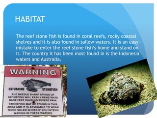 HABITAT
The reef stone fish is found in coral reefs, rocky coastal
shelves and it is also found in sallow waters. It is an easy
mistake to enter the reef stone fish’s home and stand on
it. The country it has been most found in is the Indonesia
waters and Australia.
 