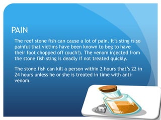 PAIN
The reef stone fish can cause a lot of pain. It’s sting is so
painful that victims have been known to beg to have
their foot chopped off (ouch!). The venom injected from
the stone fish sting is deadly if not treated quickly.
The stone fish can kill a person within 2 hours that’s 22 in
24 hours unless he or she is treated in time with anti-
venom.
 