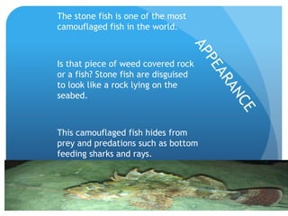 The stone fish is one of the most
camouflaged fish in the world.
Is that piece of weed covered rock
or a fish? Stone fish are disguised
to look like a rock lying on the
seabed.
This camouflaged fish hides from
prey and predations such as bottom
feeding sharks and rays.
 