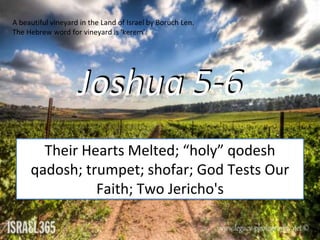 Joshua 5-6
Their Hearts Melted; “holy” qodesh
qadosh; trumpet; shofar; God Tests Our
Faith; Two Jericho's
A beautiful vineyard in the Land of Israel by Boruch Len.
The Hebrew word for vineyard is 'kerem'.
 