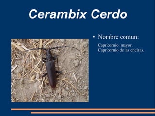 Cerambix Cerdo
●

Nombre comun:
Capricornio mayor.
Capricornio de las encinas.

 
